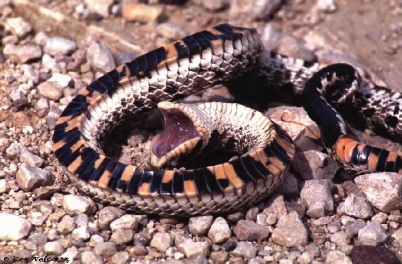 Mexican Hognose Snake