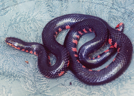 Western Mud Snake