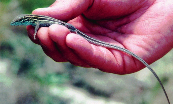Prairie Racerunner