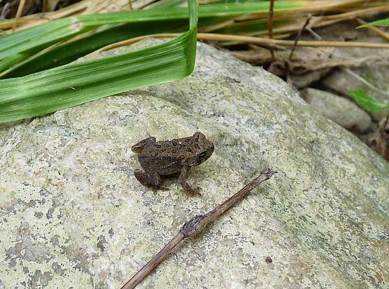 Rock of Ages - Field Herp Forum