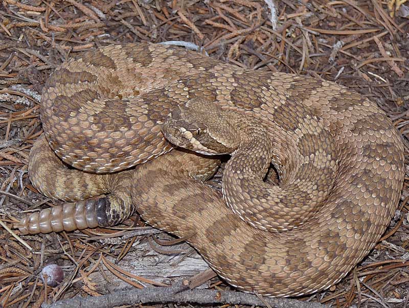 Four Corners Herping - Field Herp Forum