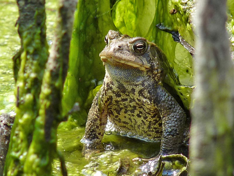 like, toadally - Field Herp Forum