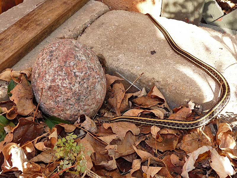 The Death of a Single Snake - Field Herp Forum