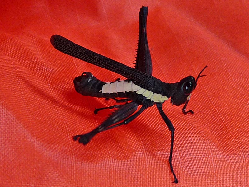 Invert forum? - Field Herp Forum