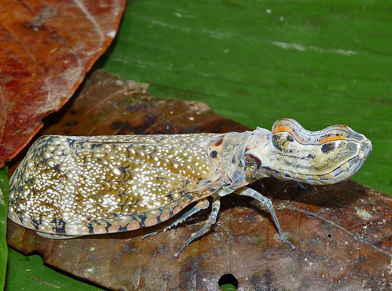 Invert forum? - Field Herp Forum