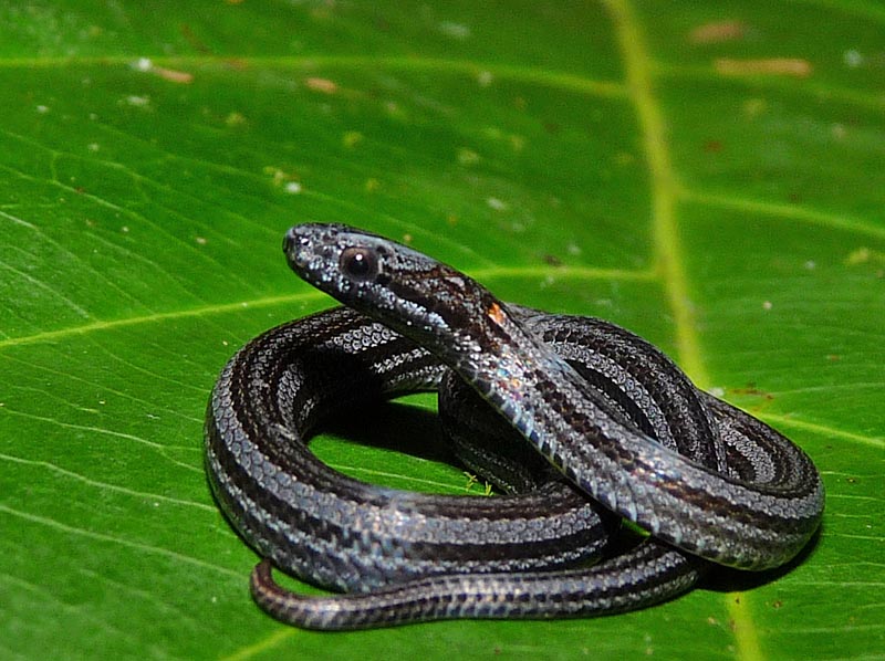 Hot Stove Herping: Part One - Field Herp Forum