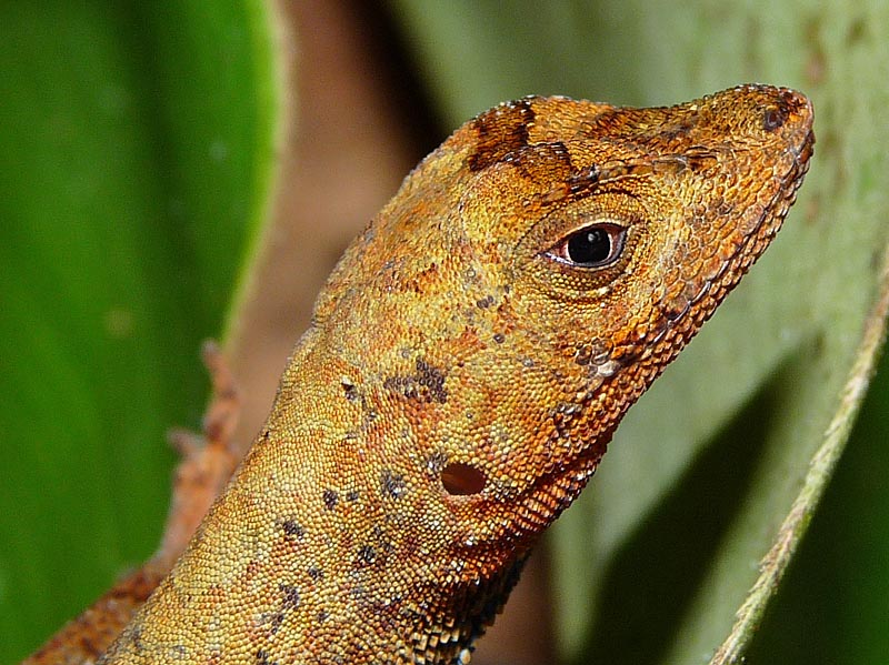 Hot Stove Herping: Peruvian Interlude Part 3 - Field Herp Forum