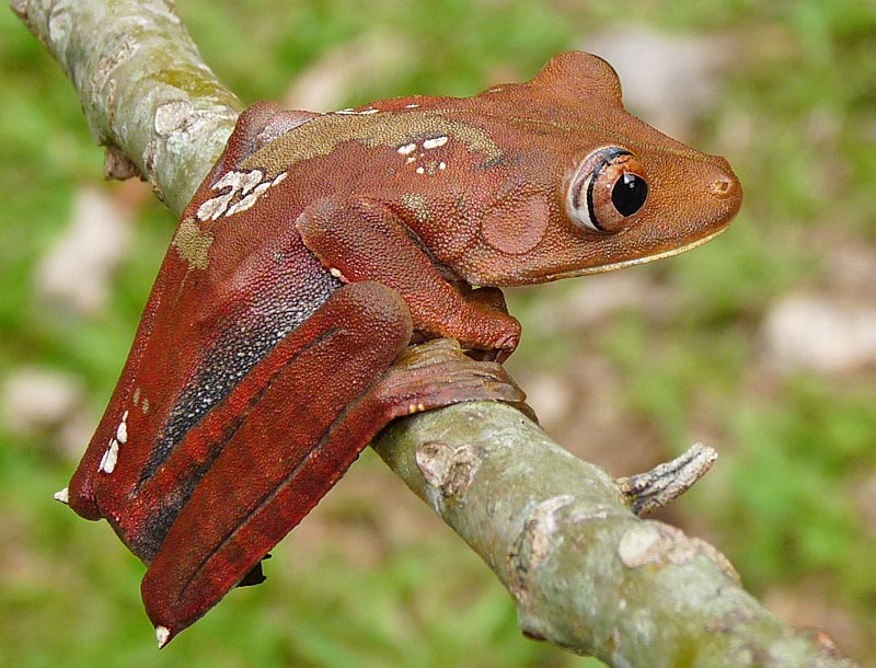 Hot Stove Herping: Peruvian Interlude Part 2 - Field Herp Forum